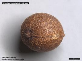   Seed:nbsp;  Wurmbea australis ; Photo by South Australian Seed Conservation Centre, used with permission 
